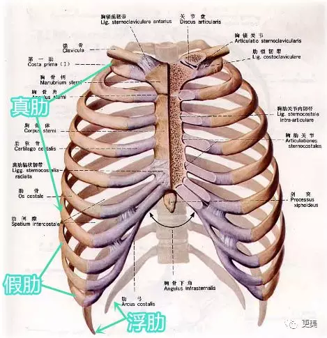 热巴孟美岐肋骨都外翻了?明明很瘦看起来却有4个胸