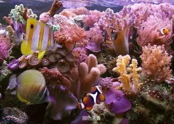 珊瑚颂美到心醉