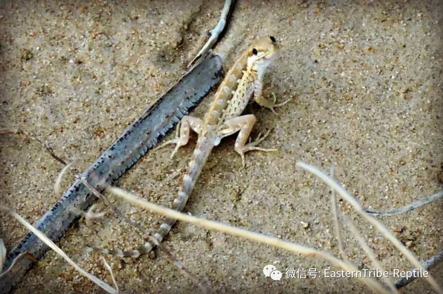 【东邪图鉴】pristurus锯尾虎属:蝎子守宫scorpion tailed geck