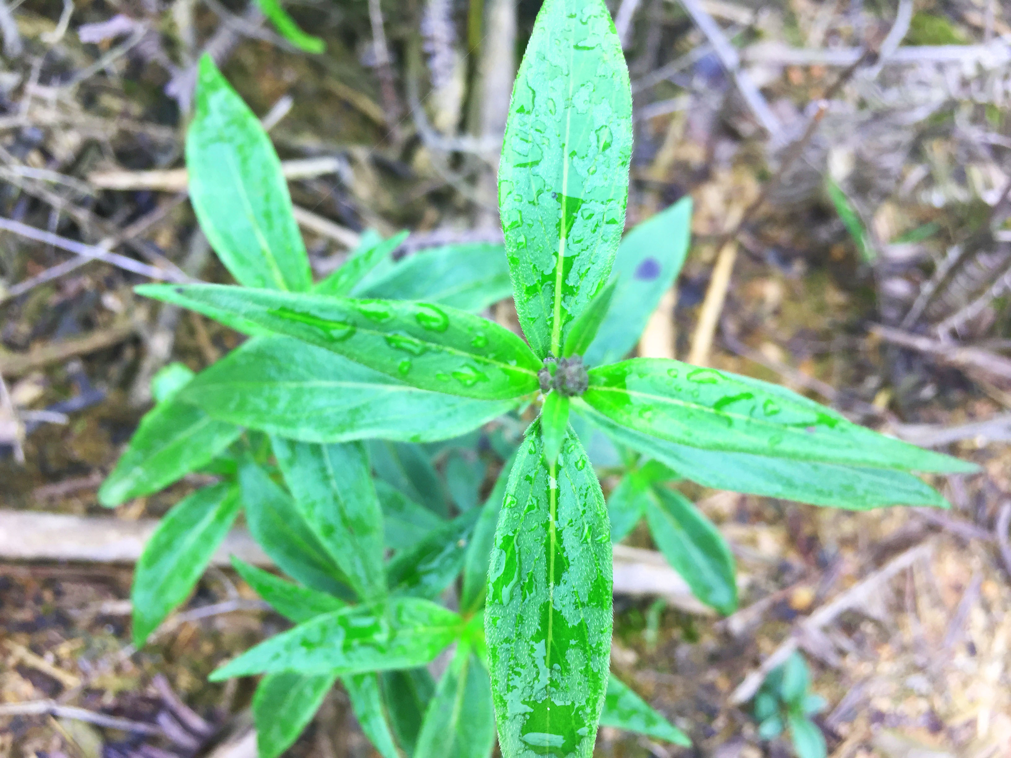 美食 正文  我国大概有59种左右的耳草,其中多数都有不错的药用价值.