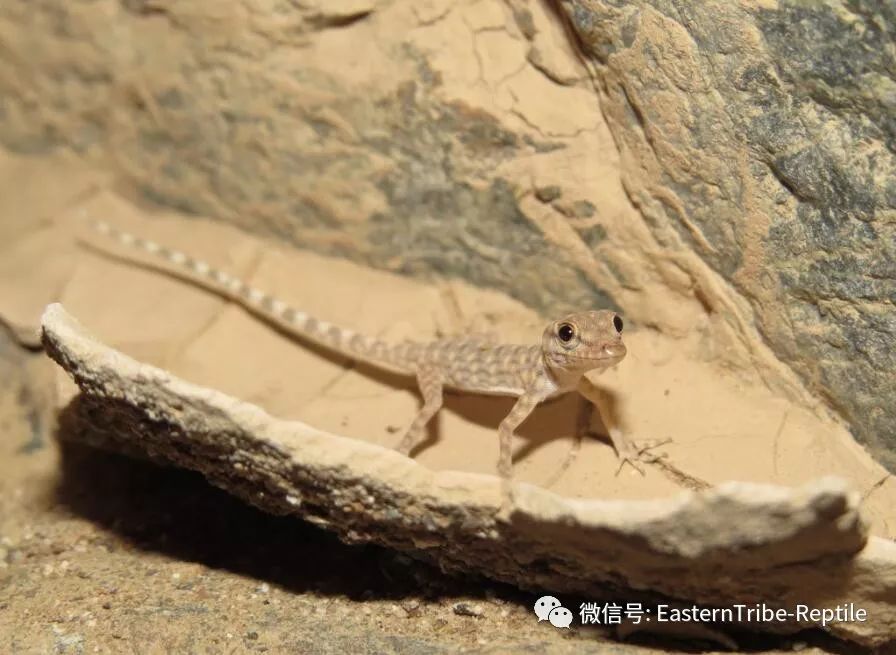 【东邪图鉴】pristurus锯尾虎属:蝎子守宫scorpion tailed geck