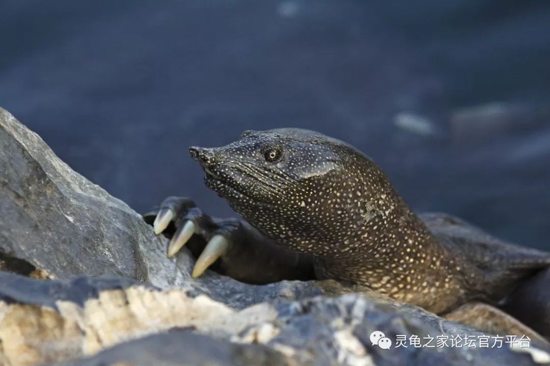 鳖总科鳖类资料汇总篇