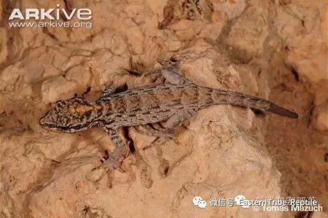 【东邪图鉴】pristurus锯尾虎属:蝎子守宫scorpion tailed geck