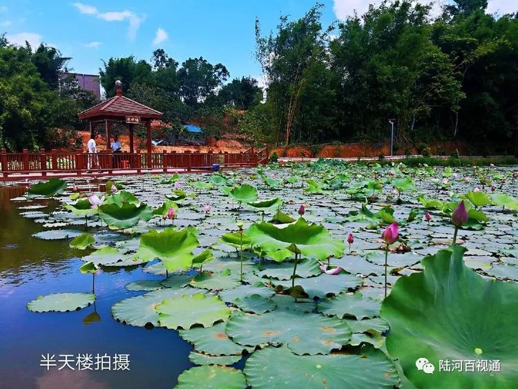 河口:美丽乡村荷花开