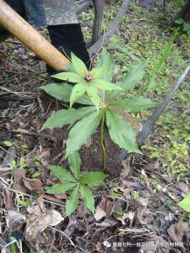 农村山里长着一种值钱的药材,堪比黄金,价格疯涨