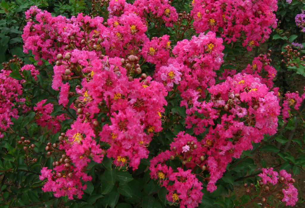 桃李虽艳,已无踪影,烂漫的百日红花朵独帜芳菲夏景