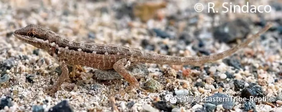 【东邪图鉴】pristurus锯尾虎属:蝎子守宫scorpion tailed geck