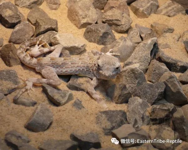 【东邪图鉴】pristurus锯尾虎属:蝎子守宫scorpion tailed geck