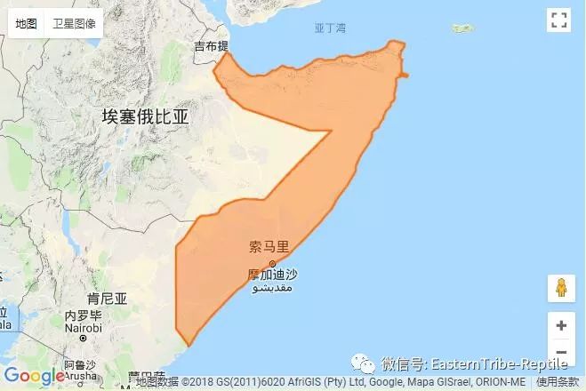 名:socotra rock gecko中文参考名:索科特拉岩守宫(锯尾虎)物种参考图