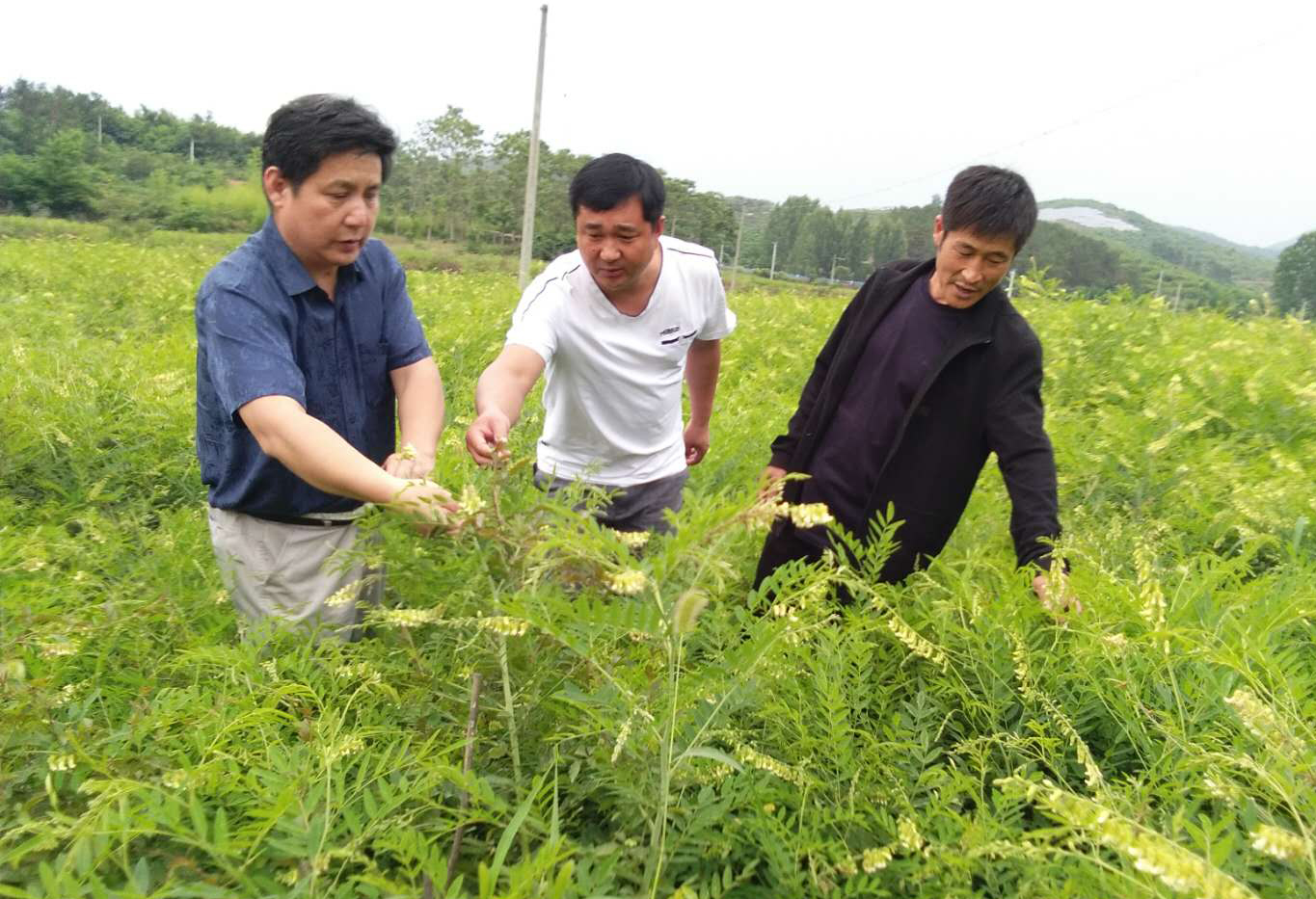 桐柏县大面积种植野生中药材助农民脱贫致富