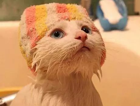 给猫咪洗澡的正确打开方式了解一下?
