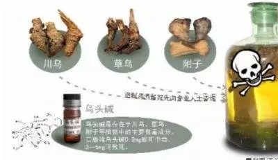 包括川乌,草乌,附子等,其主要成分均含有乌头碱