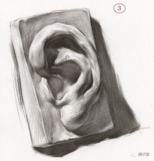 素描石膏头像耳朵剖析