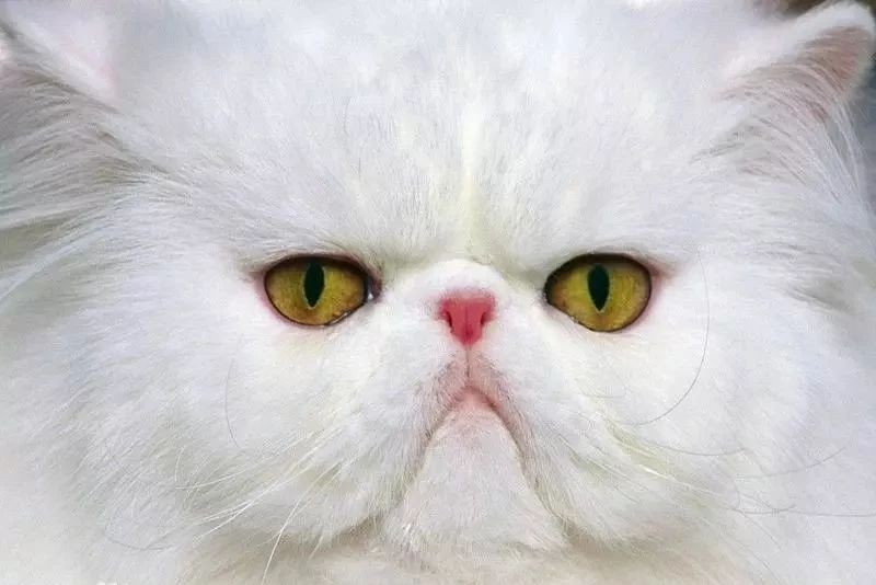 波斯猫的鼻子短而扁,纯种波斯猫鼻子和眼睛处于一条直线,所以也叫"