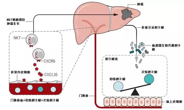 肠道微生物代谢产物特异性调节肝脏肿瘤免疫