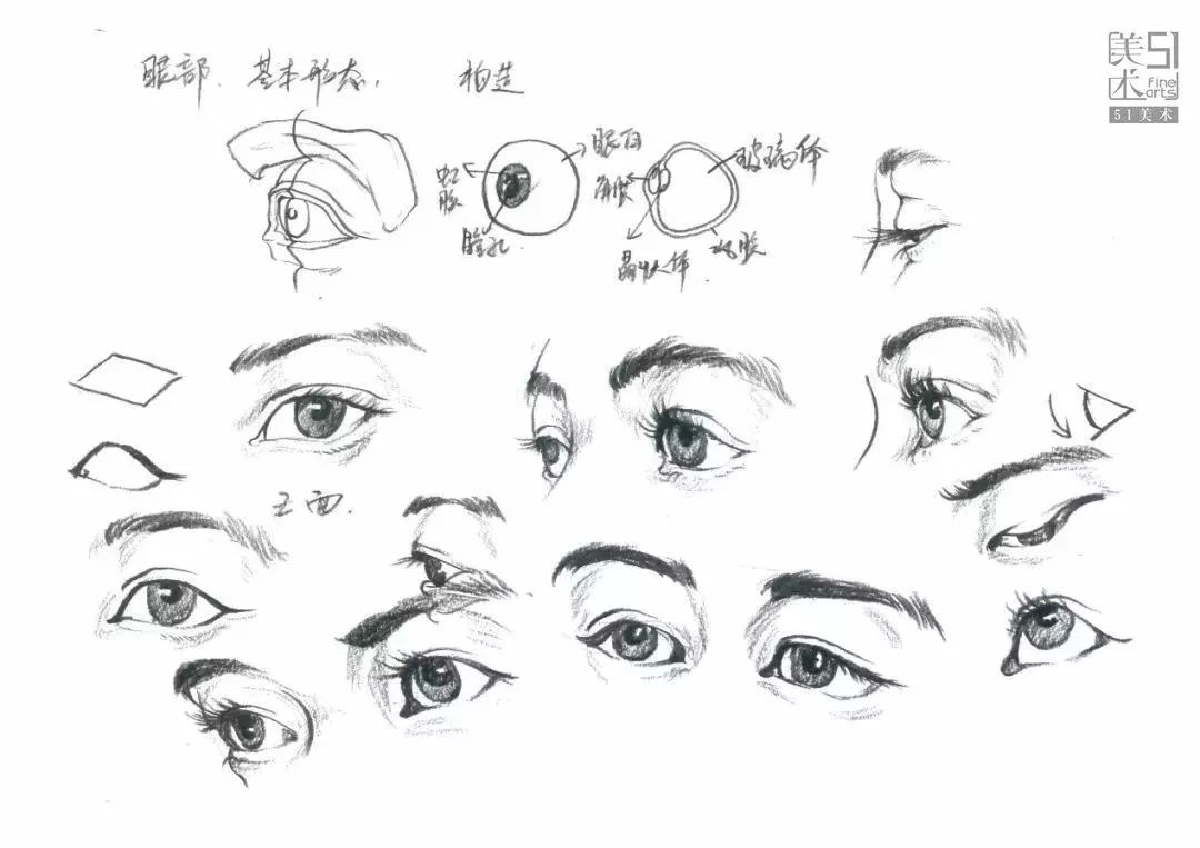 注重五官在各角度的透视变化与结构表现.