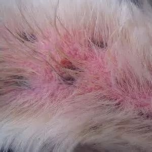 宠物 正文  真菌感染:石膏样小孢子菌,须发毛癣菌,犬小孢子菌等.