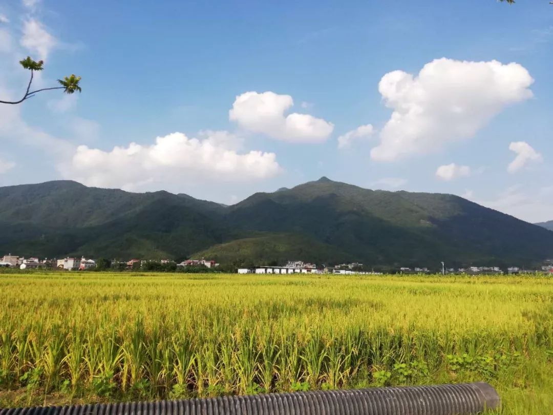 "四季田园,农旅小镇,来武平你不可错过的景观道,走起!