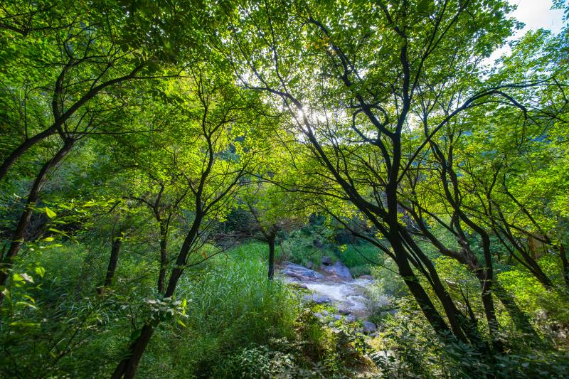 夏日美景师生1元畅玩飞瀑森林古村花海萤火虫