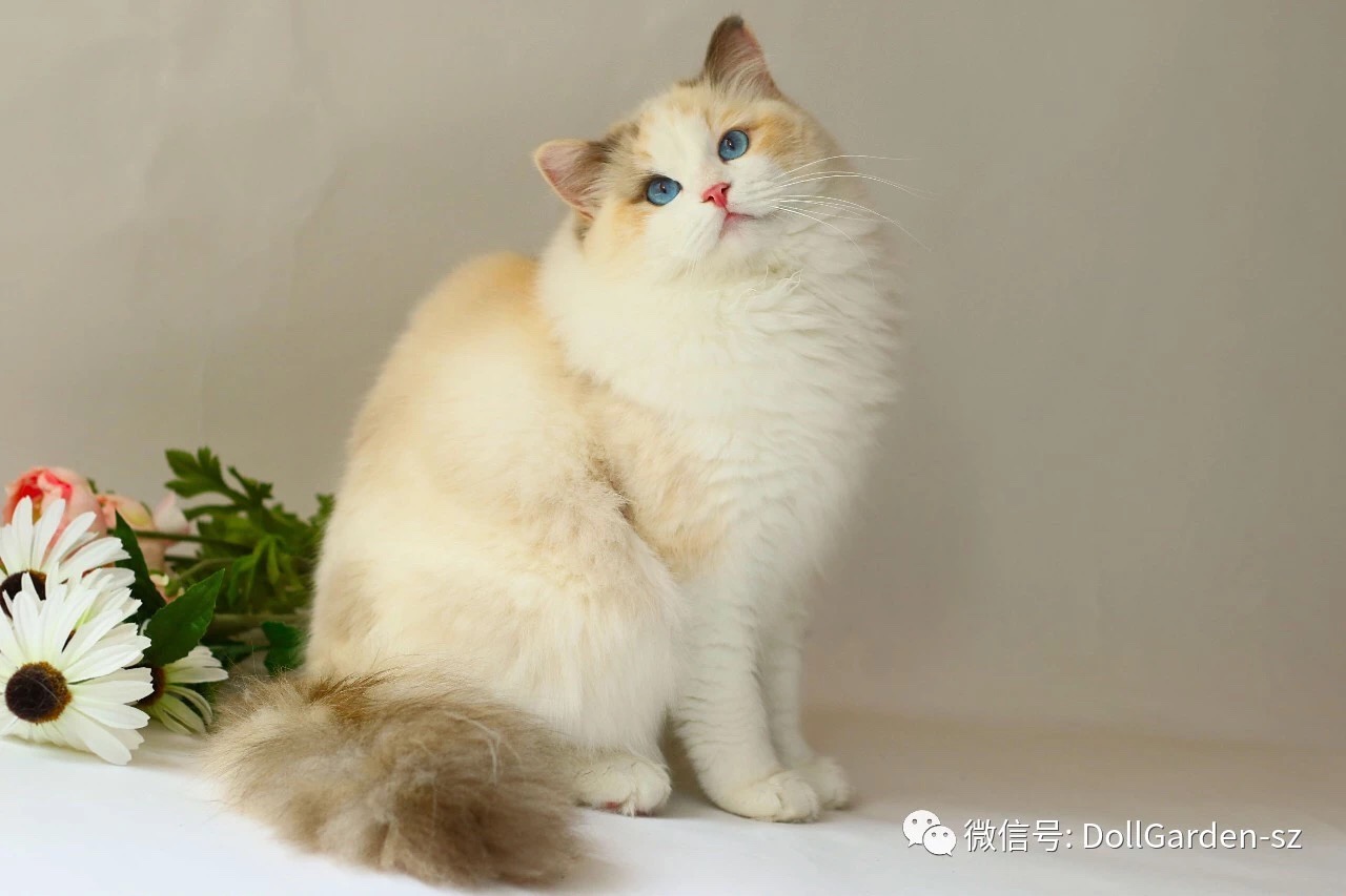 图谱布偶猫有哪些颜色及花色dollgarden深圳布偶猫舍