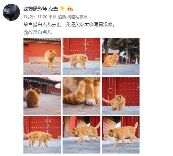 再见了! 猜中6场世界杯的故宫网红白点儿