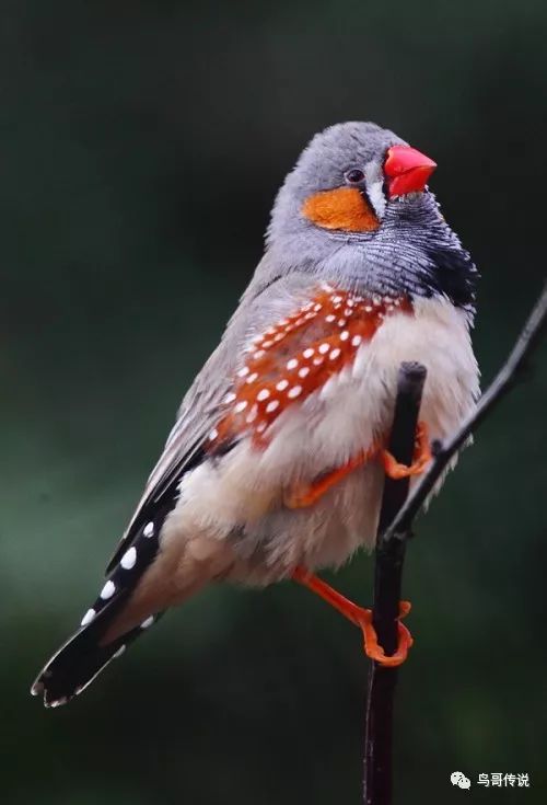 珍珠鸟学名叫斑胸草雀