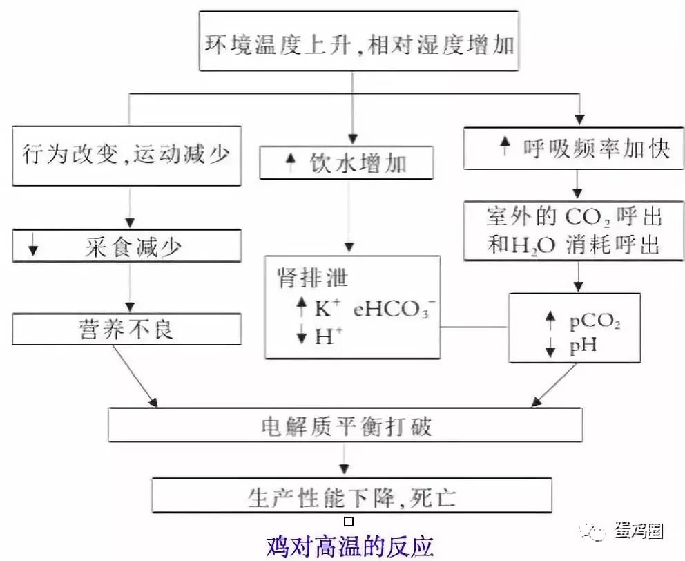 热应激状态下,鸡体的变化!