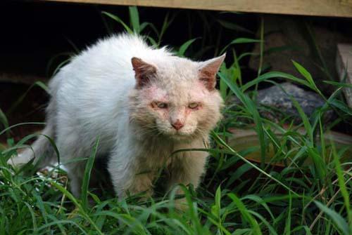 一只沧桑的老猫突然出现,流浪猫村不再宁静,猫咪之间上演宫心计