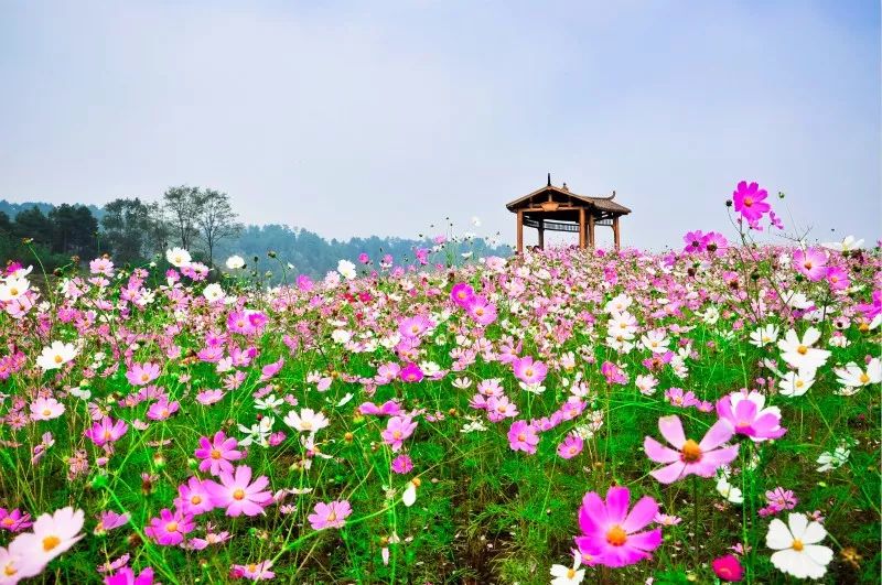 巴南荣获"首批国民休闲旅游胜地"称号,为我们的