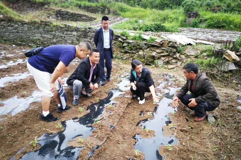 在脱贫路上践行责任与担当记省级优秀党组织书记孙燕的脱贫故事