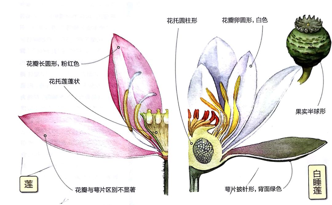 而睡莲通常可以很明显地区分花瓣与萼片;荷花的果实为莲蓬状,而睡莲的