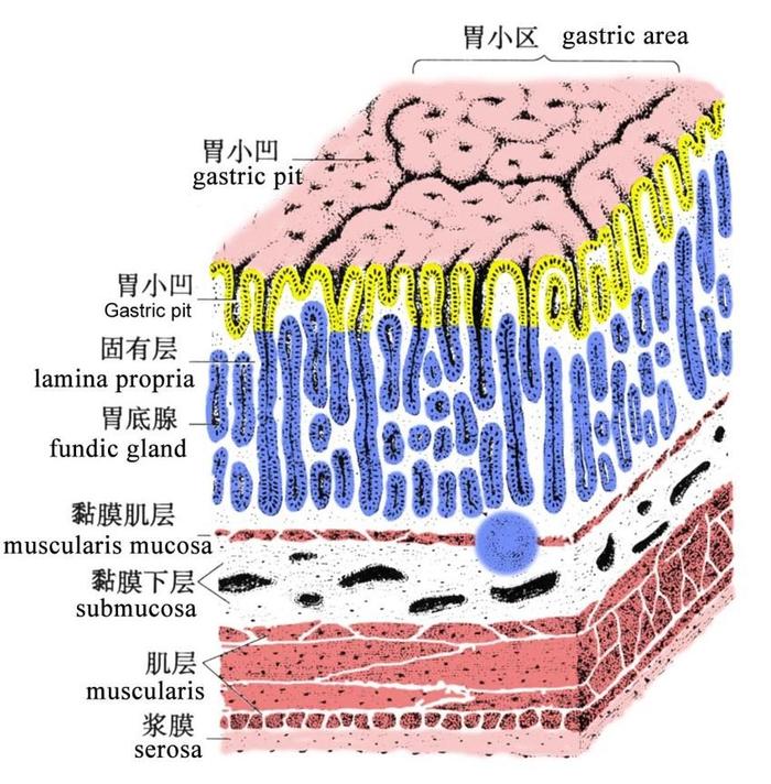 胃的基本结构