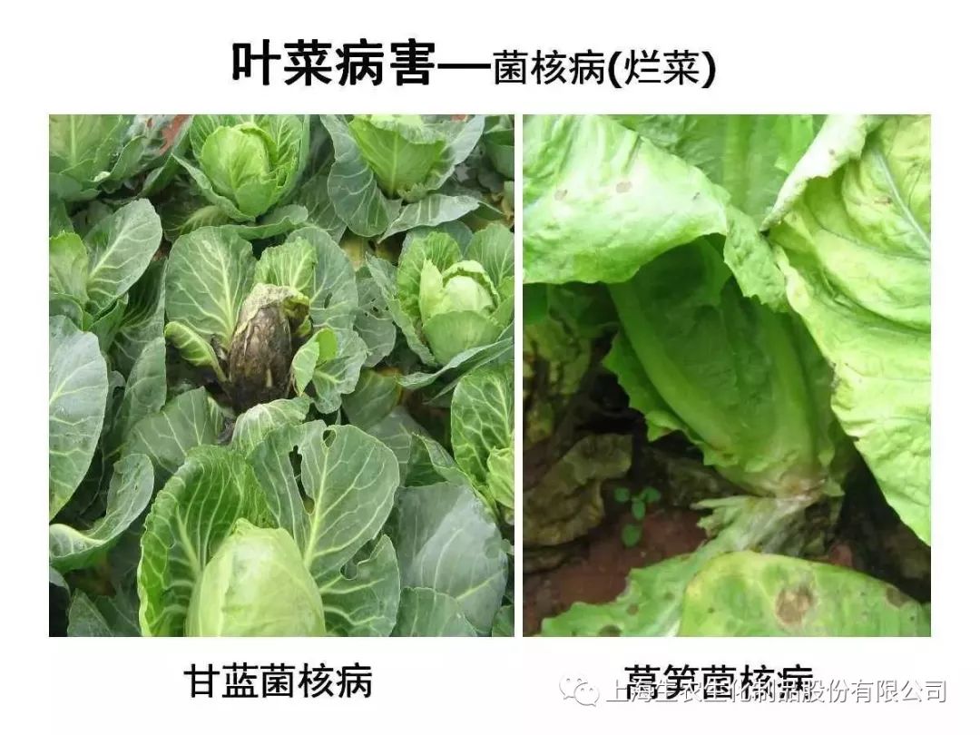 蔬菜病虫害高清图谱(收藏版)