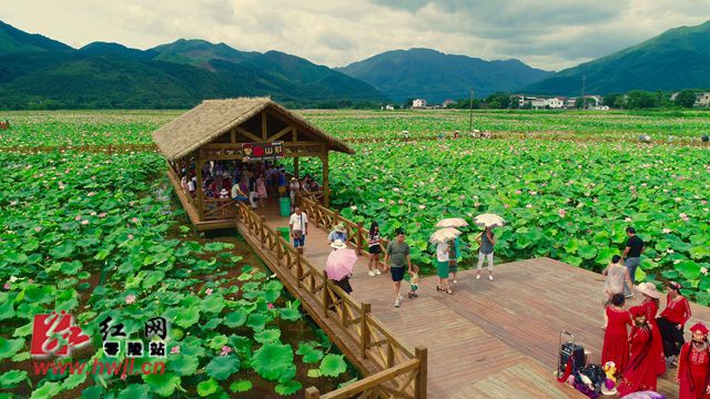 永州零陵:荷塘旅游撑起乡村振兴蓝图