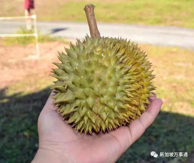 人见人爱小榴莲这个问题,现在终于有解了!你肯定不知道有个