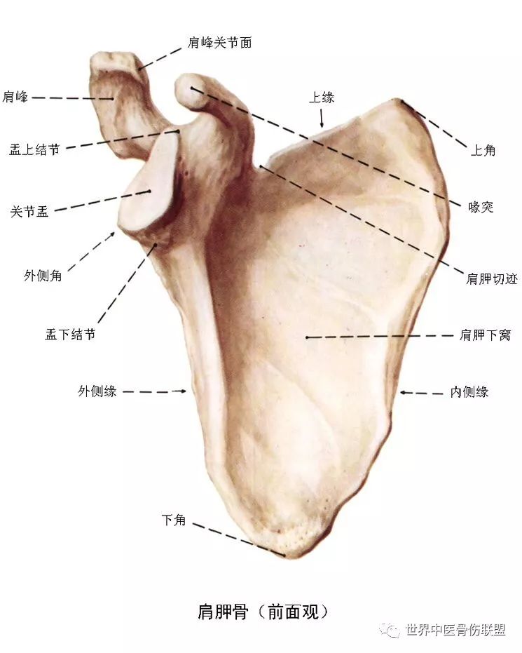 肩胛骨: 一扁平的三角骨,对上肢和胸部起着连结固定作用.