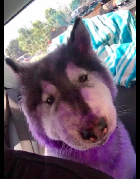 狗狗出去玩了一趟,回来后不仅毛发被染成紫色,脸也肿成了猪头!