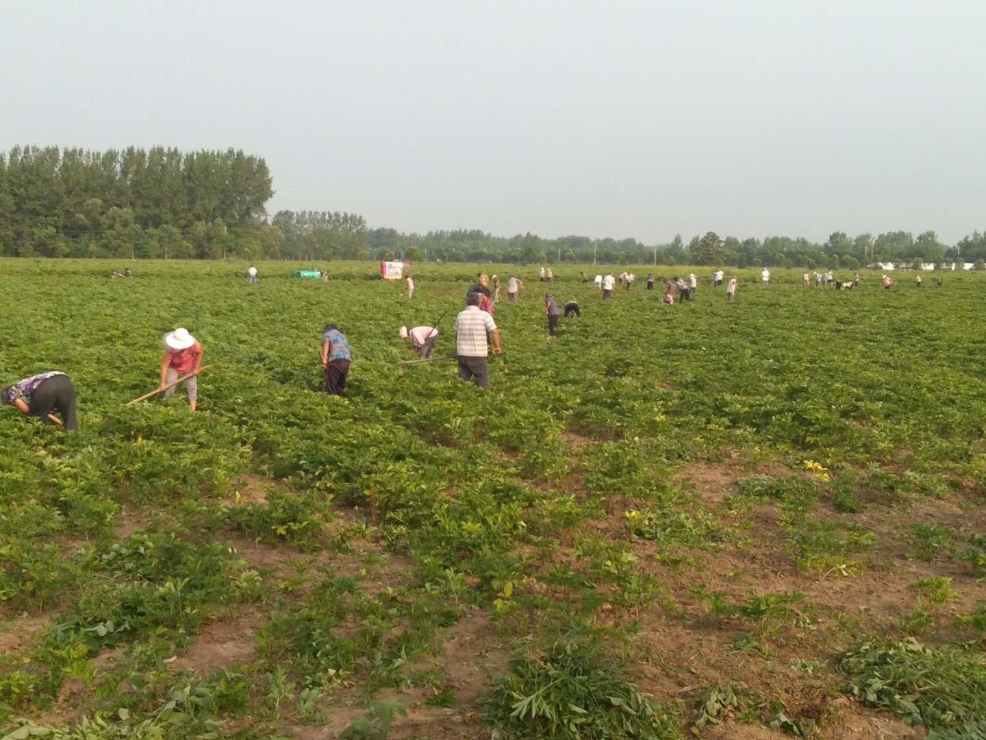 亳州市谯城区古城镇:中药种苗夏管忙