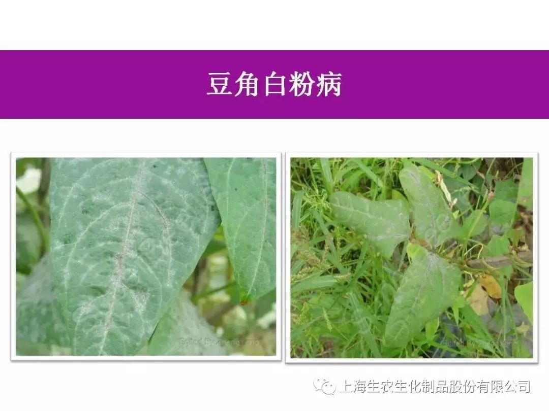 蔬菜病虫害高清图谱(收藏版)