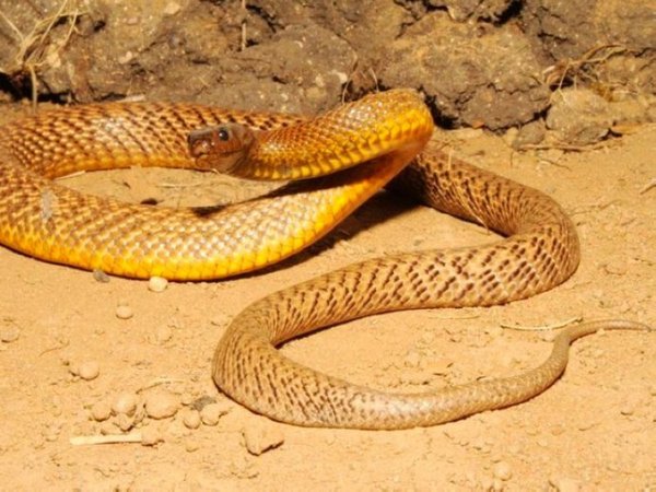 每年大概有上万的人死于眼镜王蛇的攻击之下,眼镜王蛇的毒性虽然没有