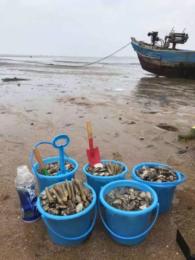 白沙湾赶海拾贝养殖基地赶海海鲜大咖餐网红大铁锹一日