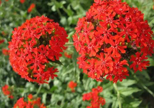 植识宿根花卉品种习性大全分析