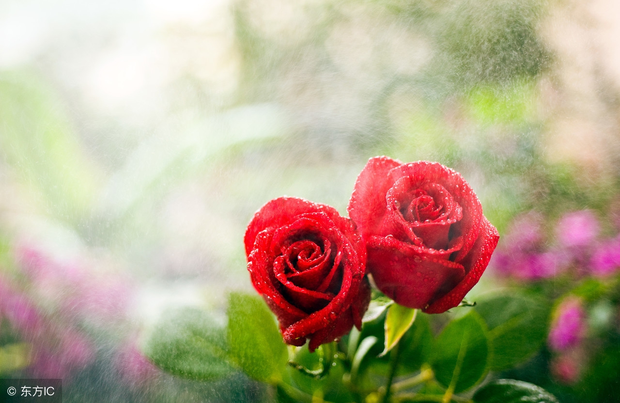 心理测试:选一对玫瑰花,测今生会有多少男人走进你心里?