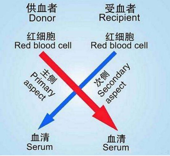 交叉配血试验告诉你