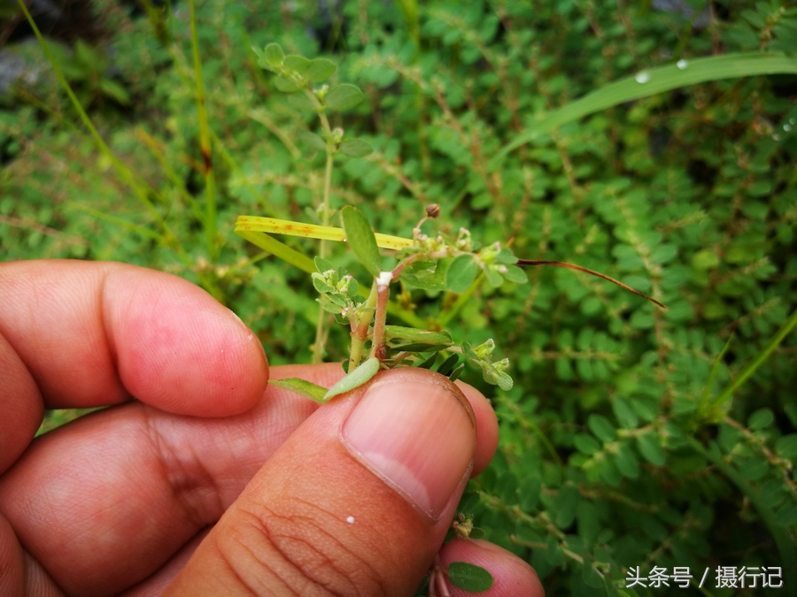 农村一种流白色浆液的植物,人们称其为"奶浆草",您见过吗