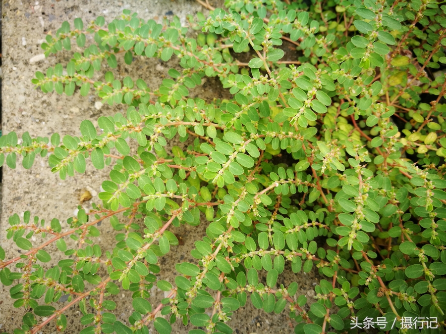 农村一种流白色浆液的植物,人们称其为"奶浆草",您见过吗