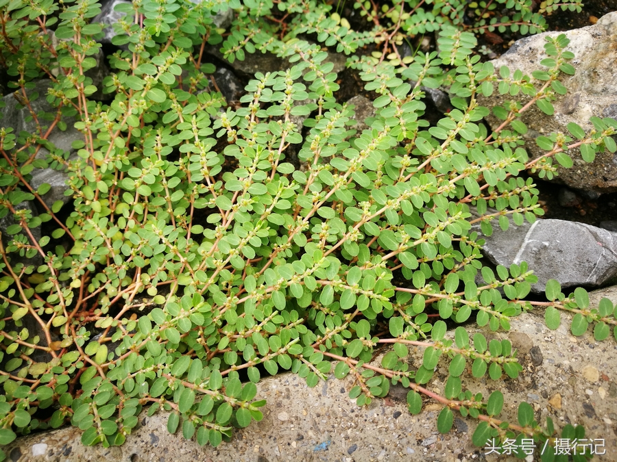 农村一种流白色浆液的植物,人们称其为"奶浆草",您见过吗