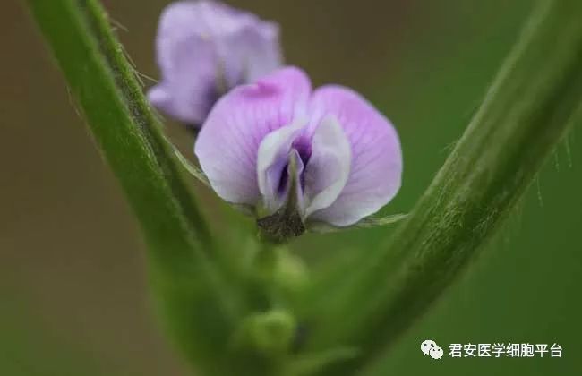 黄豆花光镜400×芹菜花辣椒花番茄花光镜400×苋菜花香菜花豌豆花光镜