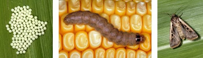 西豆地老虎成虫 成虫对植株危害幼虫秋粘虫西南玉米螟对玉米秸秆的