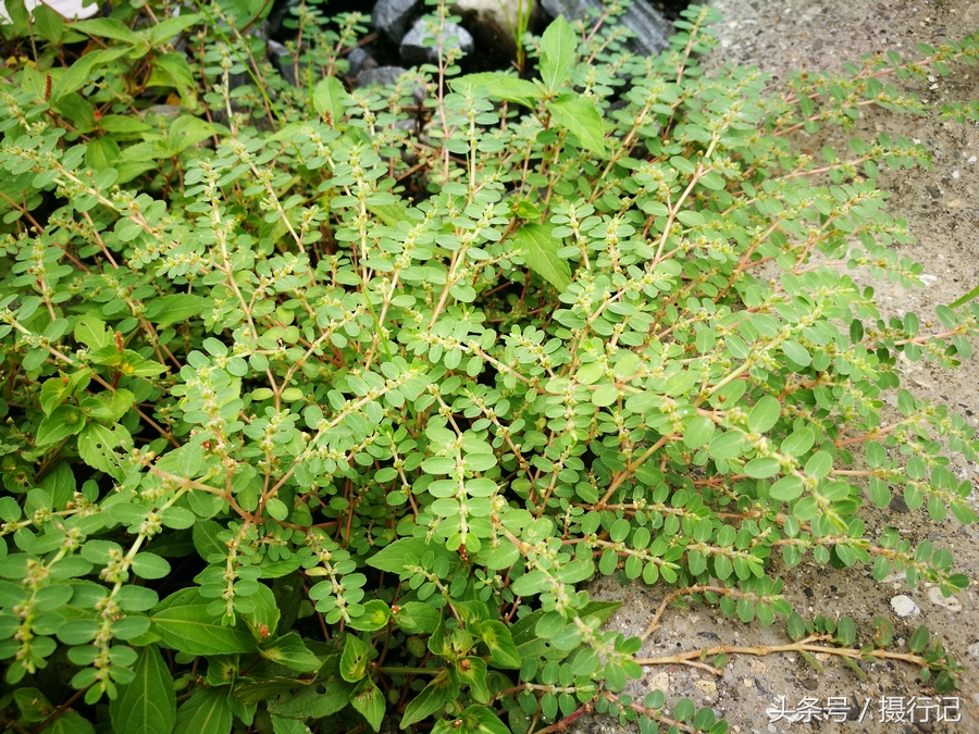 农村一种流白色浆液的植物,人们称其为"奶浆草",您见过吗